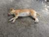 sleepydog_small.jpg