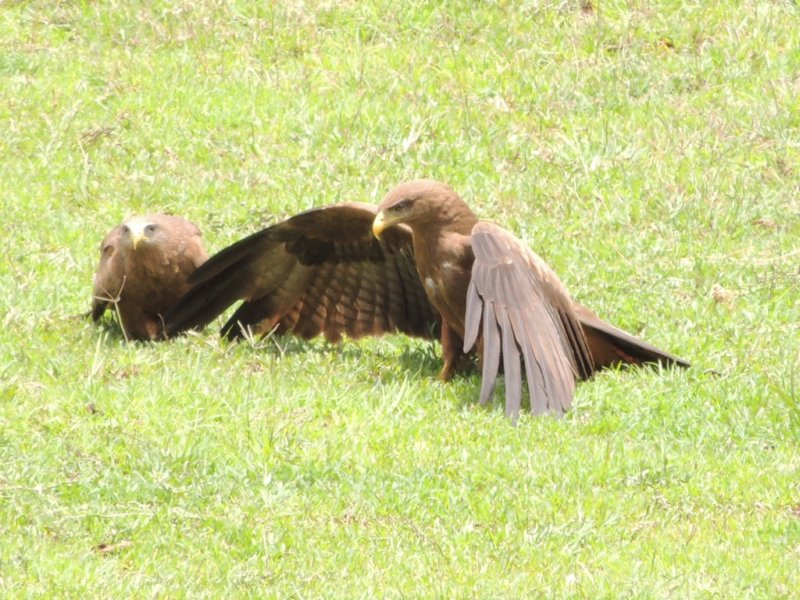 snakeeagles.jpg