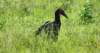 southerngroundhornbill_small.jpg