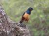 spreostarling_small.jpg