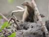 stripedmongoose_small.jpg