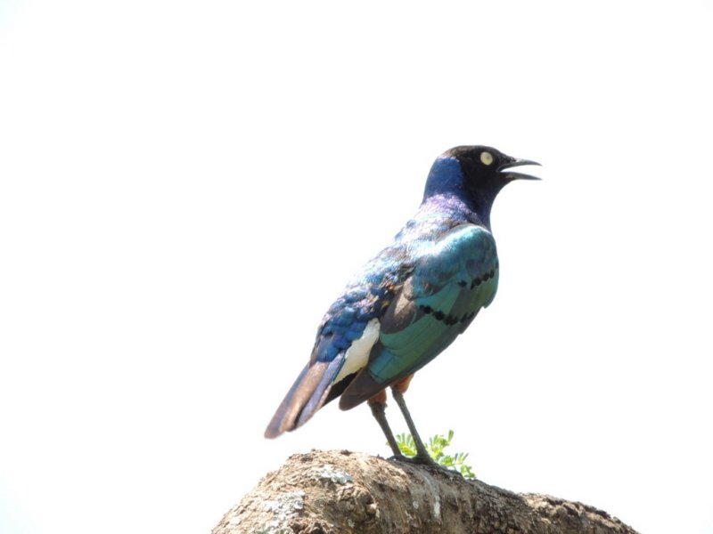 superbstarling.jpg