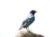 superbstarling_small.jpg