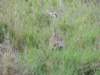 theblackbelliedbustard_small.jpg
