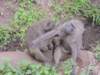 thefamilyaffairsofbaboons_small.jpg
