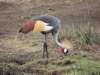 thegreycrownedcrane_small.jpg