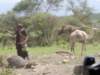 themaasaievenherdedcamels_small.jpg