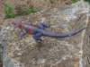 themaleblueandredagama_small.jpg