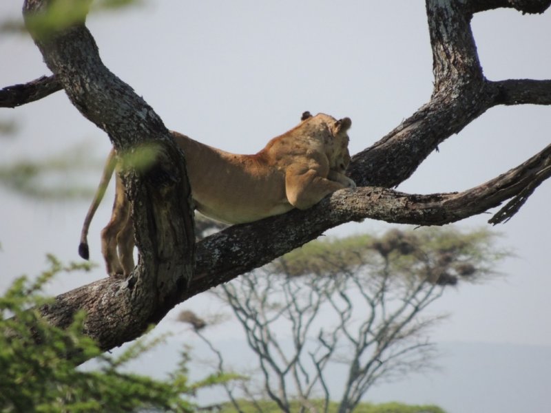 treeclimbinglioness.jpg