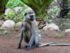 vervetmonkeywithyoung_small.jpg