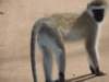 vervetorblueballmonkey_small.jpg
