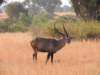 waterbuck_small.jpg