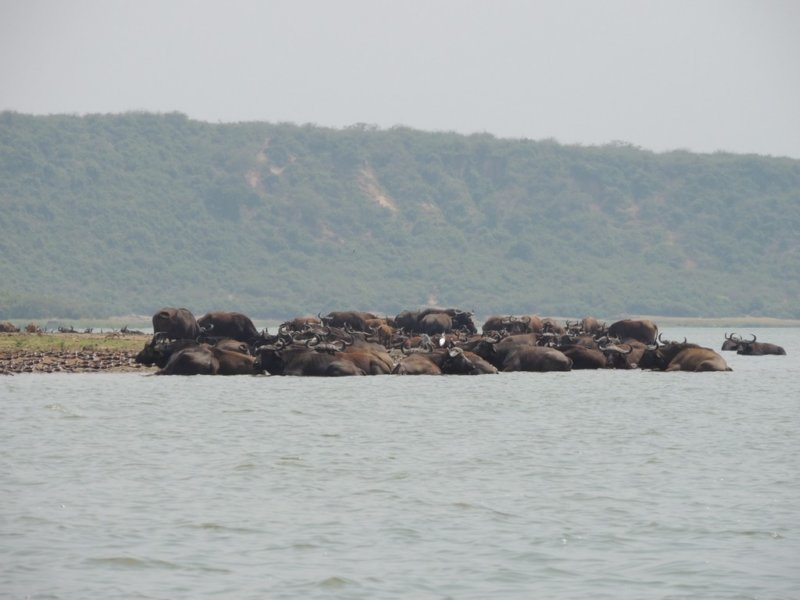 waterbuffalosurroundingtheiryoung.jpg