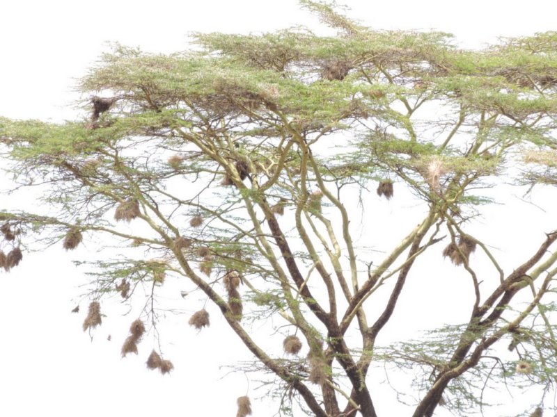 weavernestsinanacaciatree.jpg