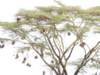 weavernestsinanacaciatree_small.jpg