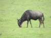 wildebeest_small.jpg