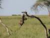 youngbaboonsplayingonatreeinthesergengeti_small.jpg