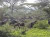 zebraandwildebeestmigration_small.jpg