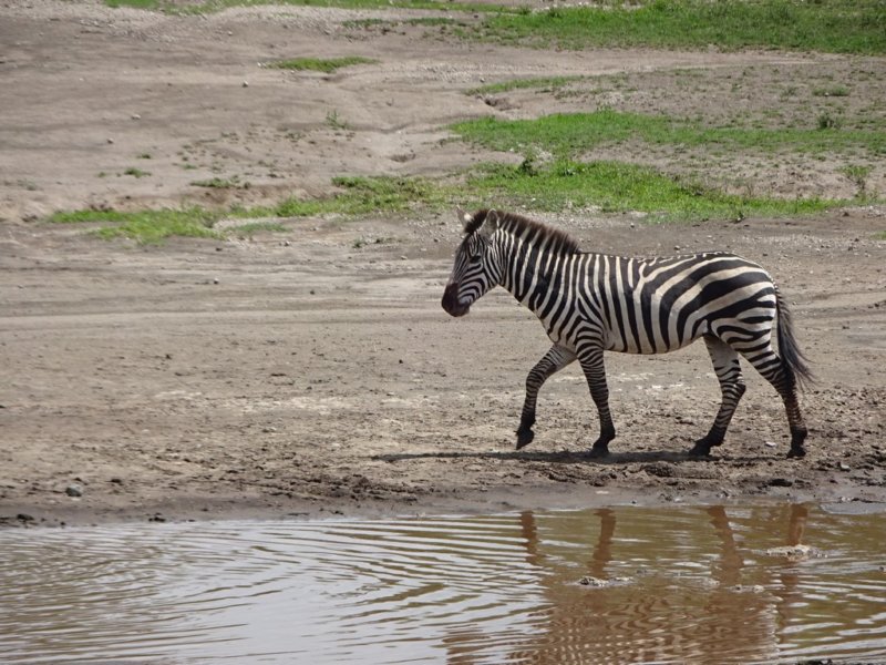 zebraatndutu.jpg