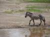 zebraatndutu_small.jpg