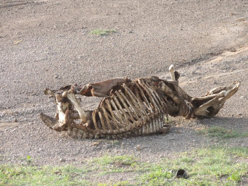 zebraskeleton.jpg