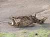 zebraskeleton_small.jpg